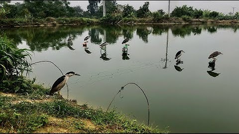 Thăm quan mô hình đánh vạc úp lưới lớn nhất tại bắc giang? Anh em tham khảo