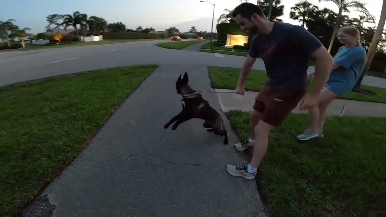 Belgian Malinois Training Car Chasing Reactivity Day 1 & Day 2 Training Without Conflict