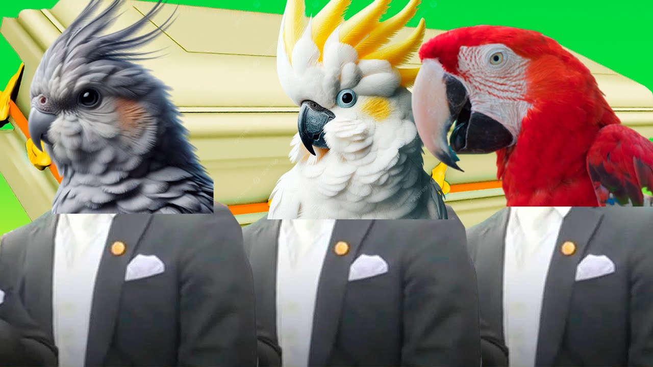 Funny Cockatoo - Coffin Dance Song (COVER)