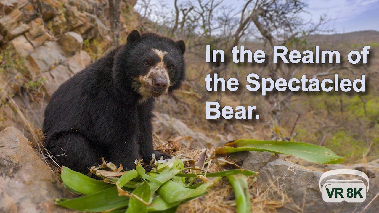 IN THE REALM OF THE SPECTACLED BEAR! In stunning VR 3D 8K