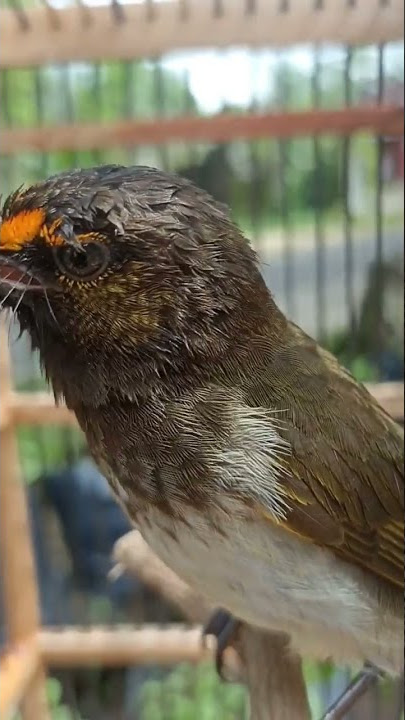 [SHORT] Burung Rengganis Gacor Harga 100 ribuan #shorts