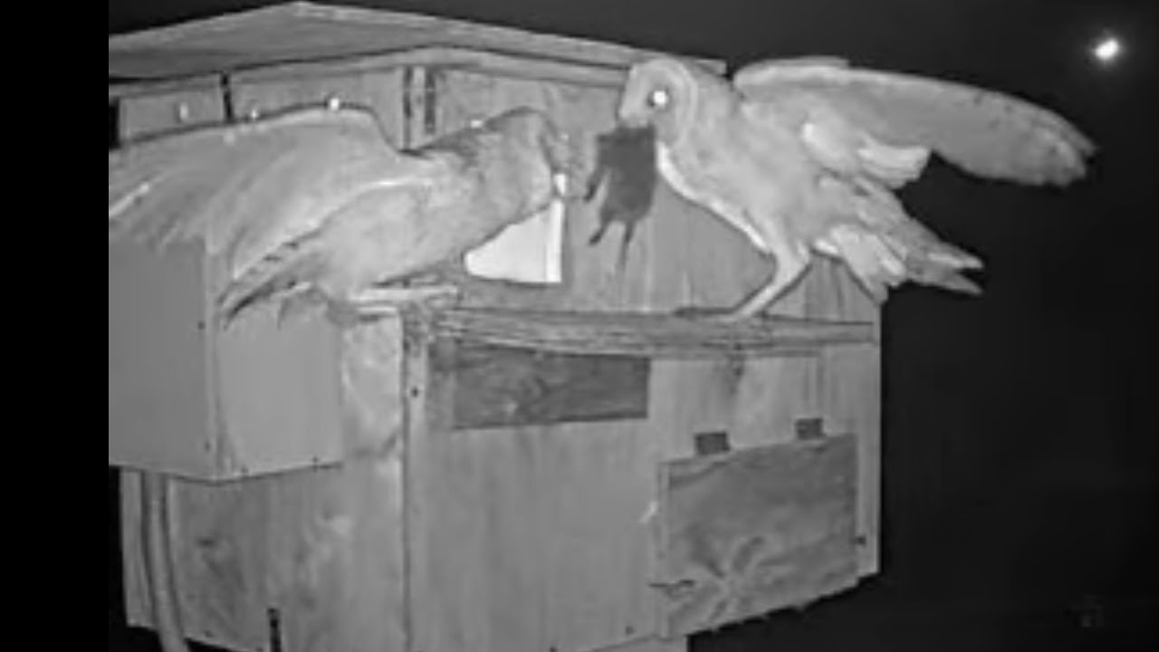 🦉 “Barn Owl Fledgling Gets Fed… Then Brings Home Dinner! 🐭 | Growing Up Wild on Cam”