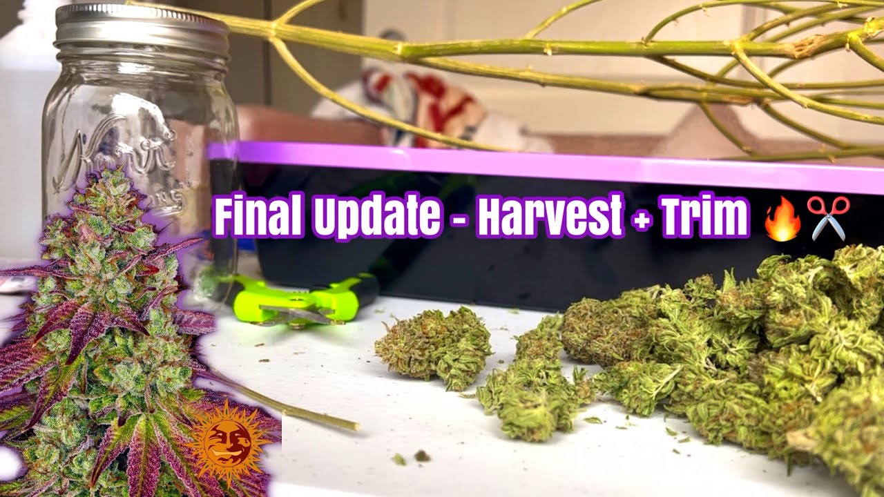 Harvest + Dry + Trim 🌱 FINAL UPDATE - Herbies: MIMOSA X ORANGE PUNCH