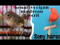 Kenari Vs Cigun Suara Jernih Burung Masteran Omkicau(.mp3 .mp4) Mp3 - Mp4 Download