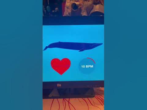 Blue Whale Heartbeat - YouTube