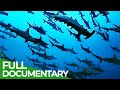 The Wild Pacific - Gigantic Ocean Teeming With Life | Free Documentary Nature