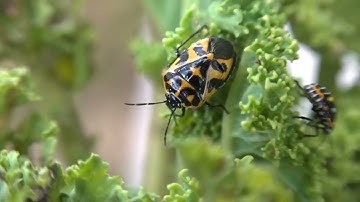 Harlequin bug life stages