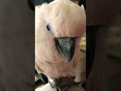 Abod pooped🤩 #cockatoo #doglover