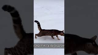 Cats don’t like this kind of weather either.#funny #cat #funycat #KYT