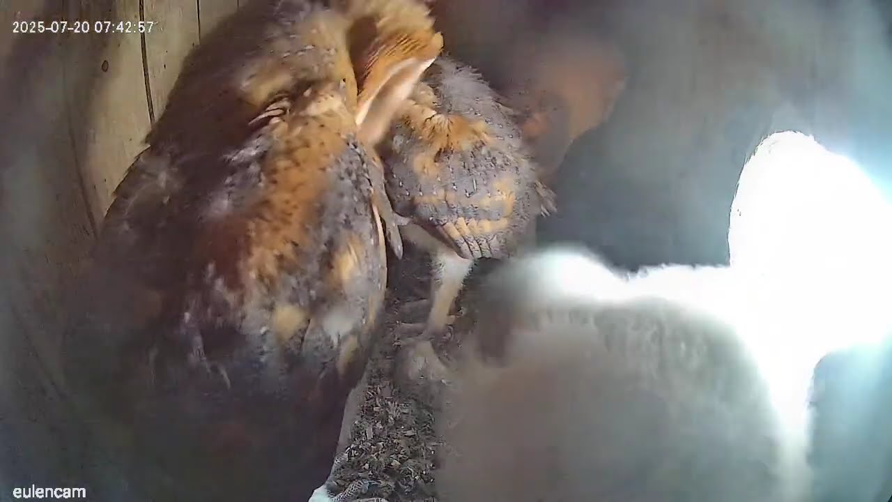 2025-07-20 Schleiereulen - Frühmorgens ab 7:38...