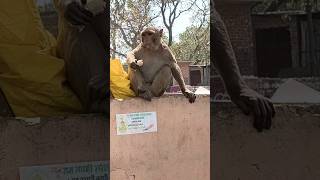 Bandar ne kela khaya #bandar #monkey #animals #india #bibi