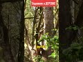 Удивительное открытие клад в лесу