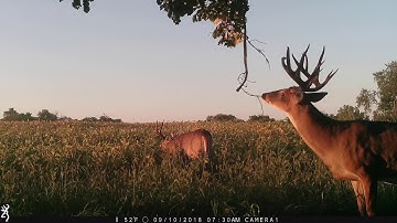 ScrapeFix Southern Iowa Giant