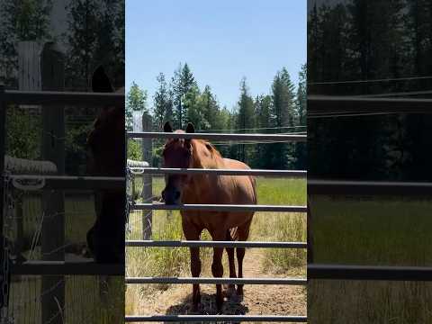 235 Shamrock Rd, Bonners Ferry, ID home video tour