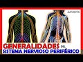 🥇 SISTEMA NERVIOSO PERIFÉRICO (S.N.P) - Generalidades - ¡Explicación Sencilla!