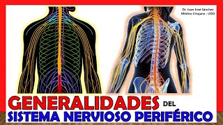 🥇 SISTEMA NERVIOSO PERIFÉRICO (S.N.P) - Generalidades - ¡Explicación Sencilla!