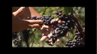 En Lucas Gonzalez se produjo uno de los mejores vinos merlot de Entre Ríos
