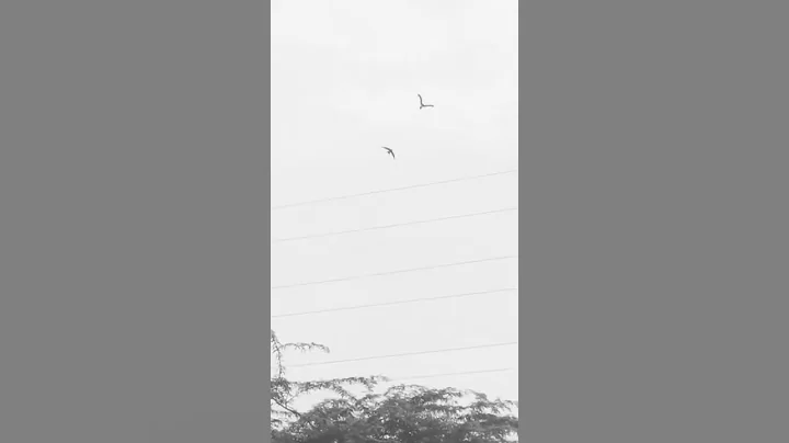 This heart is like a bird, I want to fly, one day I will become a hawk#pakistan #viralvideo #viral - DayDayNews