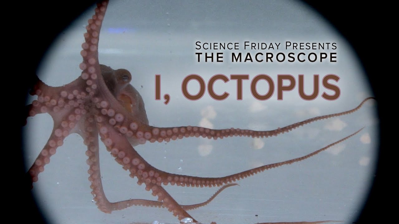 Science Friday. Мой учитель - осьминог / my Octopus teacher (2020).