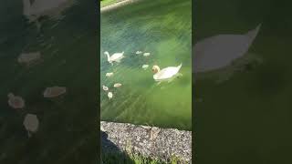 A peaceful morning with the swan family 🦢✨ #shorts #swans #nature