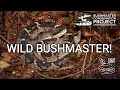 Finding a wild bushmaster in Costa Rica! The longest pit viper, venomous snake in the rainforest