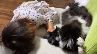 娘からはどんな触り方でも許しちゃう猫 ラガマフィンA cat showing its abdomen unprotected. Ragamuffin.