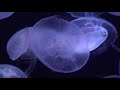 都会の水族館【くらげ】Urban aquarium 【Jellyfish】