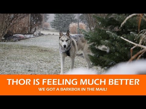 Thor Is Feeling Much Better | We Got A BarkBox!