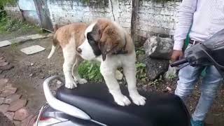 3 Month Old St Bernard Female Puppy For Sale