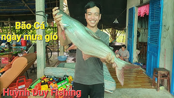 Bào Gần 30kg Cá Tra Cùng Bạn Tiến Tại Con Sông Sau Nhà Ông 10 Huyền Thoại