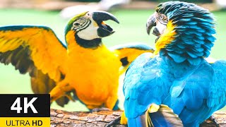 Macaw Parrots 4k - Relaxing Music With Colorful Birds In The Rainforest #secretsofworldnature #4k
