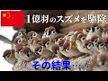 【ゆっくり解説】中国でスズメが居なくなって起きた事