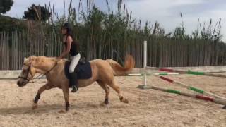 HORSE RIDING RAWS JUMPING & FLATWORK. || Elysia Thorsen