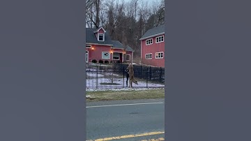 Man Rescues Deer Stuck on Fence || ViralHog