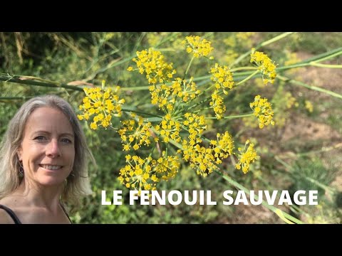 Vidéo: Le fenugrec est-il identique au fenouil ?