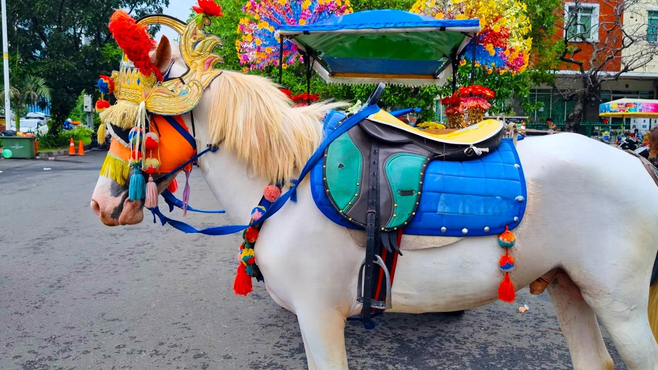 NAIK KUDA - KUDA DELMAN - NAIK DELMAN ISTIMEWA - LAGU DUA MATA SAYA MIDLEY SATU² AKU SAYANG IBU