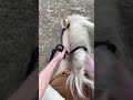 Was actually holding on for dear life #horse #horse #equestrian