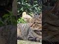 Watermelon: I stepped on my back with my little paws, and the force was just like a massage. It w...