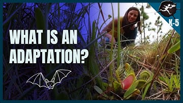 What is an Adaptation? K-5 Science Music Videos by Untamed Science