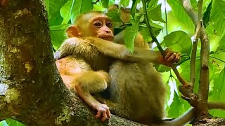 Monkey Rainbow take care baby Jovi on tree