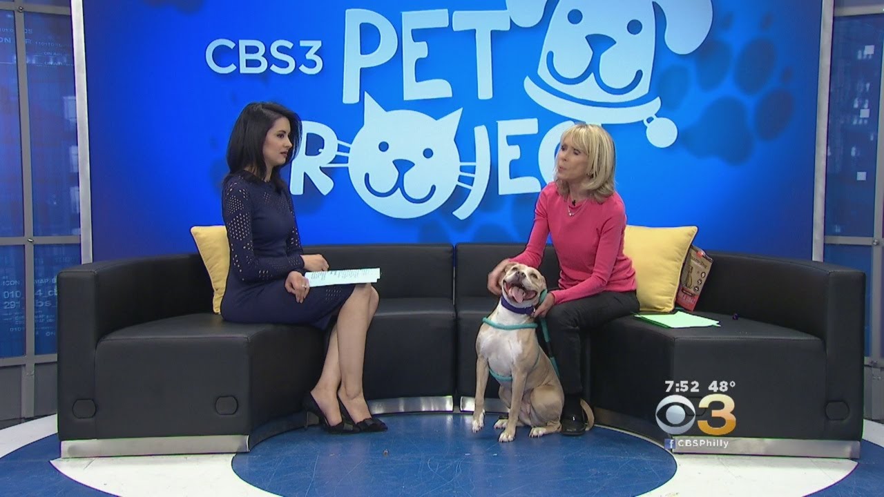 CBS 3 Pet Project National Pet Parent Day YouTube