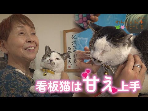 わんにゃんプラスかごしま】看板猫は甘え上手♪ - YouTube