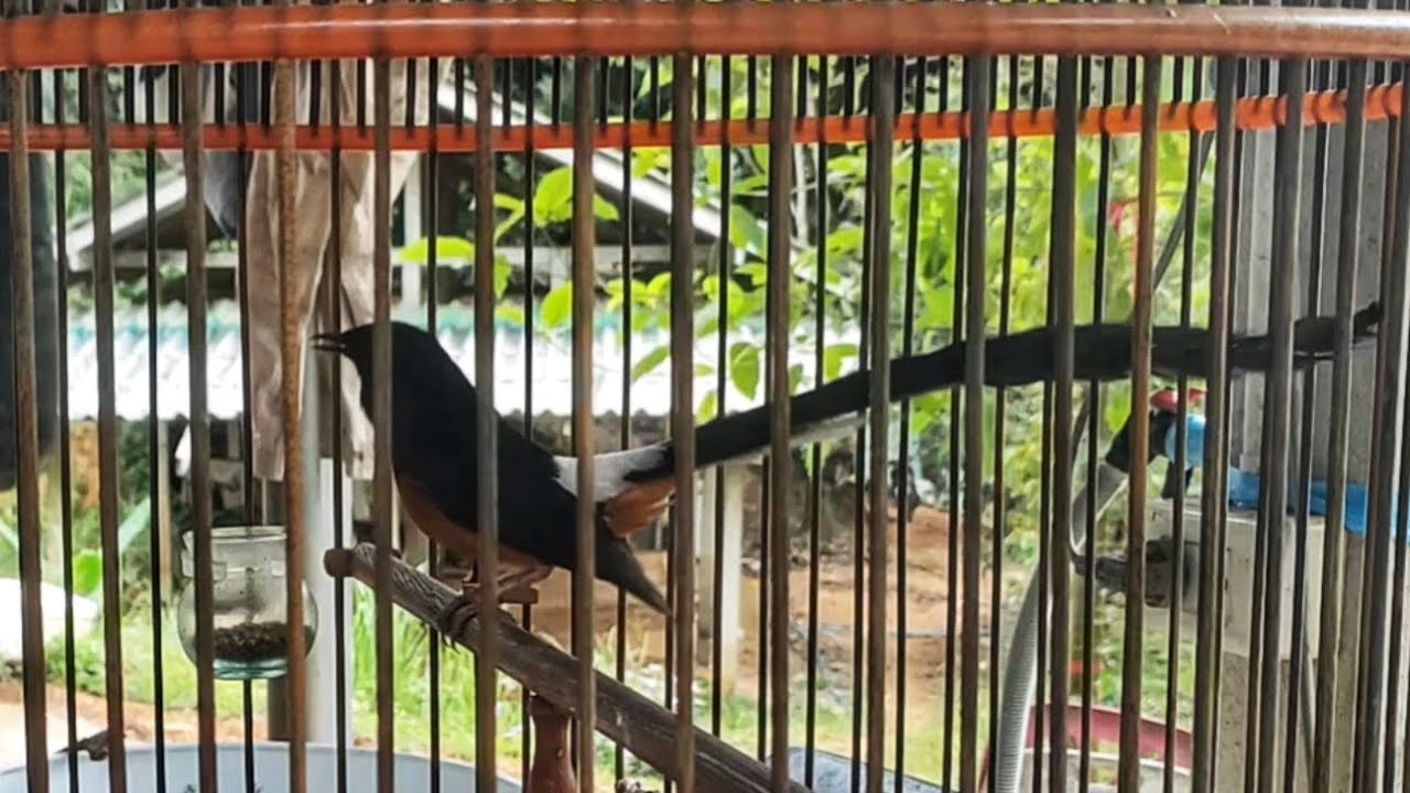 นกบินหลาดงเเข่งหางยาว White-rumped ShamaLong-tailed racing bird