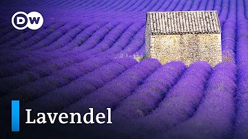 Wann blüht Lavendel in der Provence 2022?