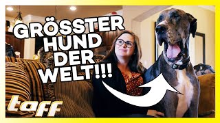 Zeus  Der größte Hund der Welt | taff | ProSieben