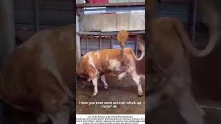 Cow Gets Leg Therapy – Veterinary Rehabilitation in the Barn 🐄💪