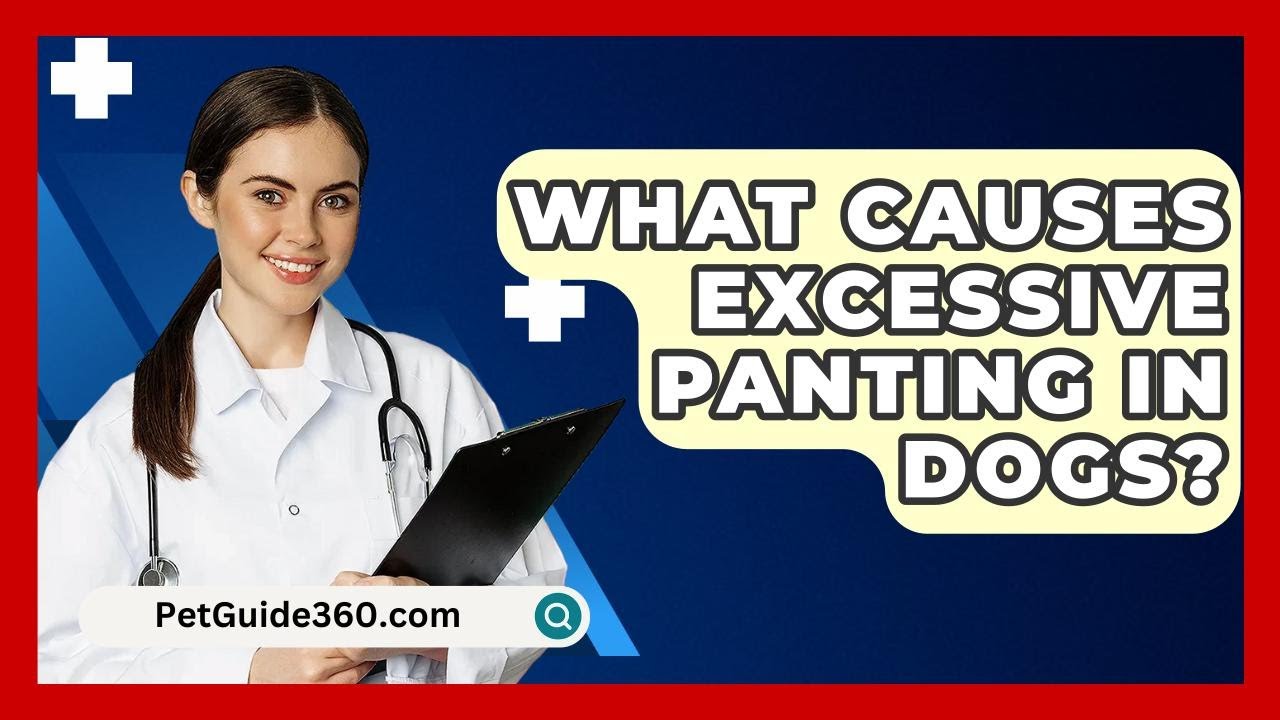 What Causes Excessive Panting In Dogs? - PetGuide360.com