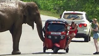 Moment an elephant attacks a TukTuk with women tourists.