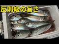 冬の数釣りアジング～釣ったアジをどう美味く食う？　Ajing (Ultralight Fishing)