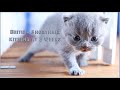 British Shorthair Kittens Playing at 3 Weeks old